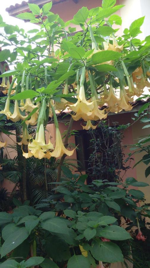 Eco Pousada Jardim Do Eden Alto Paraíso de Goiás Zewnętrze zdjęcie